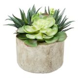 Danson Potted Succulents In Round Cement Pot Canadian Tire