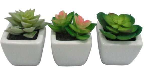 CANVAS Succulents in Ceramic Pot, Assorted, 2-3/4-in Product image