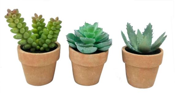 CANVAS Succulents in Terra Cotta Pot, 3-3/4-in Product image
