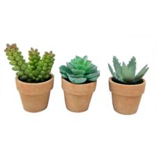 Canvas Succulents In Terra Cotta Pot 3 3 4 In Canadian Tire