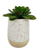 CANVAS Succulent in Ceramic Pot, 5-1/4-in | CANVASnull