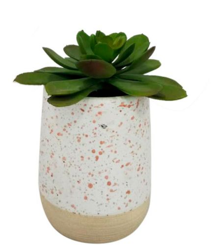 CANVAS Succulent in Ceramic Pot, 5-1/4-in Product image
