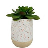 CANVAS Succulent in Ceramic Pot, 5-1/4-in