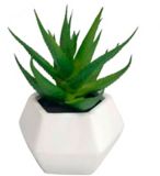 CANVAS Asparagus Plant in Ceramic Pot, 6-in | CANVASnull