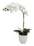 CANVAS Orchid in Ceramic Pot, 24-in | CANVASnull