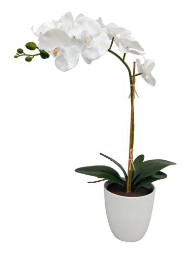 CANVAS Orchid in Ceramic Pot, 24-in Product image