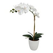 CANVAS Orchid in Ceramic Pot, 24-in