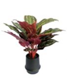 CANVAS Calathea Plant, 16-in | CANVASnull