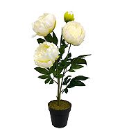 CANVAS Potted Peony, 24-in