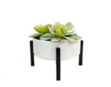 CANVAS Succulent in Metal Pot,  5-1/4-in | CANVASnull