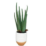 CANVAS Aloe Plant in Ceramic Pot, 15-in