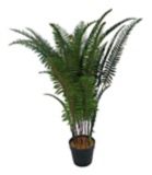CANVAS Fern in Plastic Pot, 32-in | CANVASnull