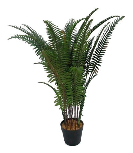 CANVAS Fern in Plastic Pot, 32-in Product image