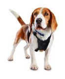 pet corrector canadian tire