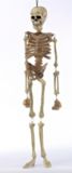 For Living Hanging Lifelike Human Skeleton, Ghost Decorations for Halloween, White, 36-in | FOR LIVINGnull