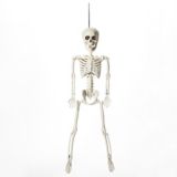 Squelette humain réaliste suspendu For Living, style cimetière effrayant d'Halloween, blanc, 23-1/2 po | FOR LIVINGnull