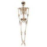 Squelette humain pleine grandeur suspendu For Living, décorations d'Halloween effrayantes, beige, 5 pi | FOR LIVINGnull