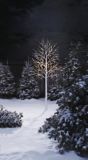 CANVAS Birch Tree, Warm White, 8-ft | CANVASnull