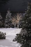 CANVAS Birch Tree, Warm White, 4-ft, 2-pk | CANVASnull