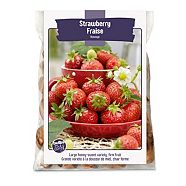 Semences de fraises Honeoye Bulbs Are Easy