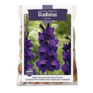 Gladiolus Large Flowering Purple Flora