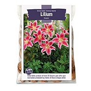 Lilies Oriental Hybrid Stargazer 5-Bulbs For Planting