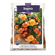 Begonia Cascade Sunray Bulbs For Planting