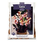 Canna Indica Hybrid Angel Martin 3-Bulbs For Planting, Assorted
