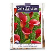 Calla Lily Zantedeschia Bulbs For Planting