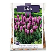 Liatris Spicata 25-Bulbs For Planting