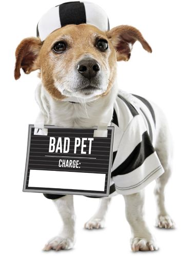 Petco Halloween Prisoner Dog Costume Product image
