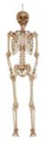 Squelette articulé de For Living, 5 pi | FOR LIVINGnull