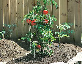 CAGES ET SUPPORTS POUR TOMATES