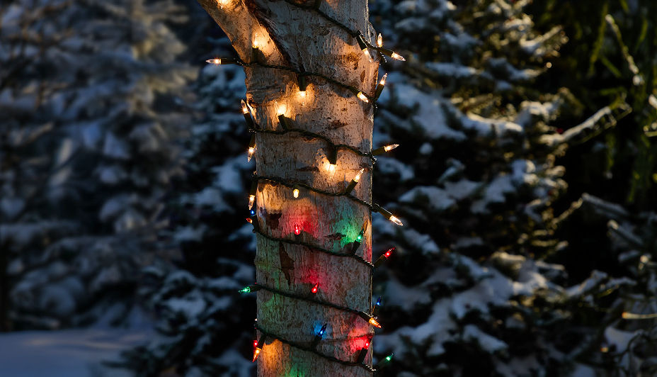 A tree trunk wrapped with multi-colour Christmas lights against a snowy outdoor backdrop at night.